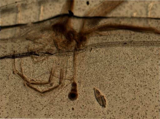 Leptodora