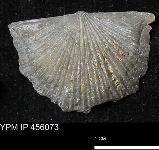 Platystrophia sp.