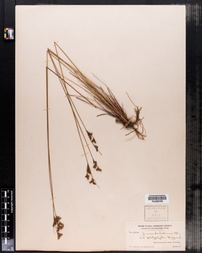Juncus dichotomus