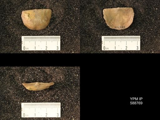 Strophomena planumbona