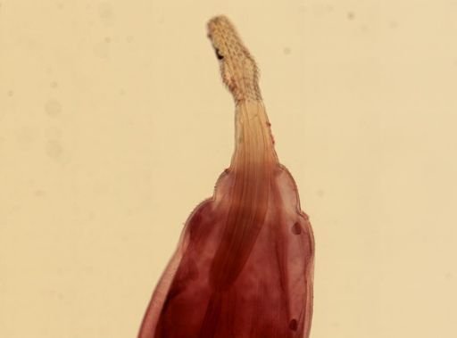 Southwellina hispida