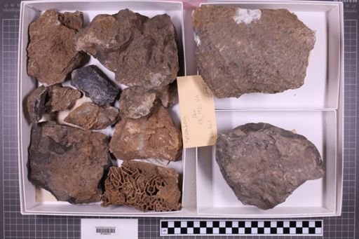 mixed taxa, stratigraphic collection