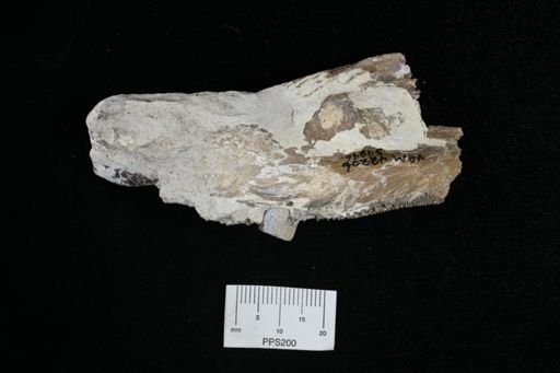 Protosphyraena sp.