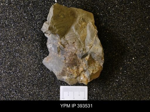 Scaphites sp.