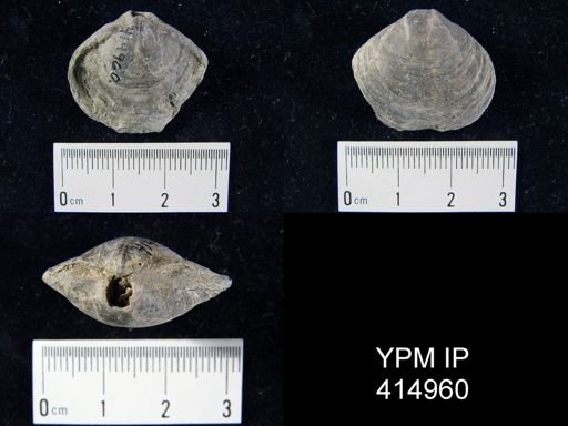 Athyris spiriferoides?