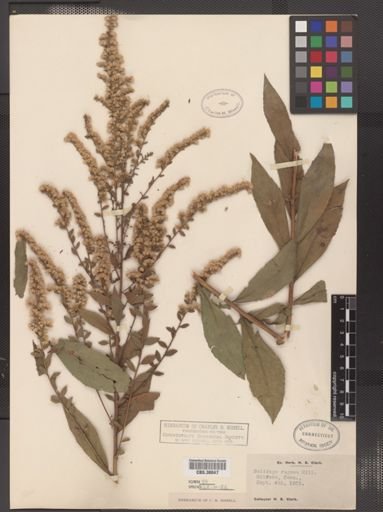 Solidago rugosa