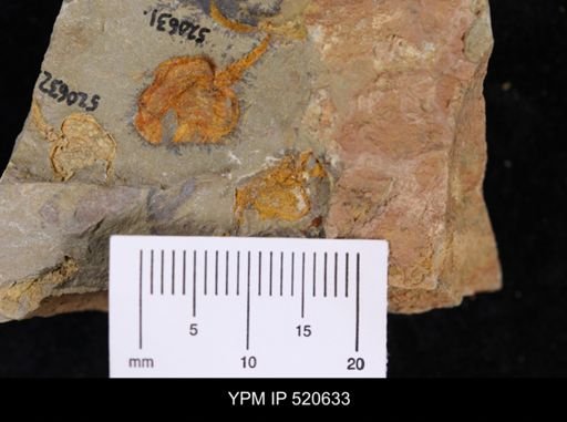 Chauvelicystis sp.