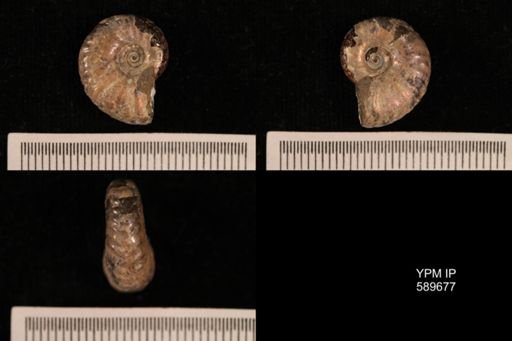 Hoploscaphites comprimus