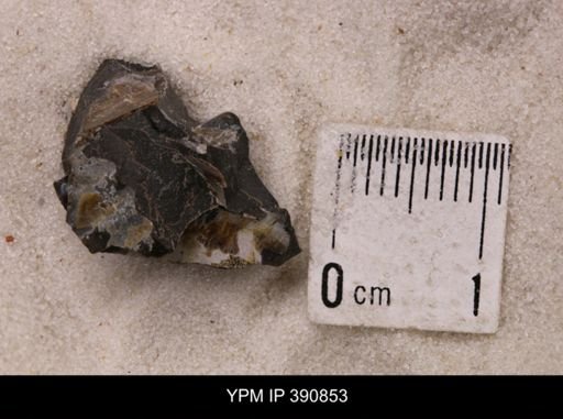Baculites sp.