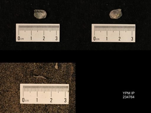 Marginifera splendens