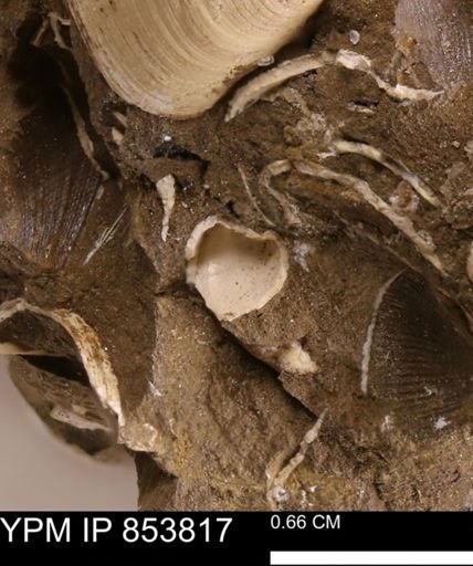 undet. Mollusca
