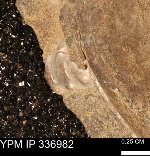 undet. Mollusca