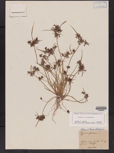 Cyperus fuscus