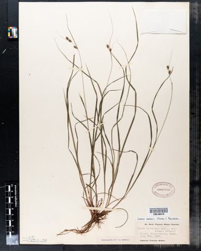 Carex swanii