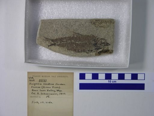 Knightia eocaena
