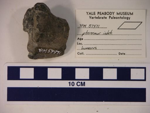 Pterosauria