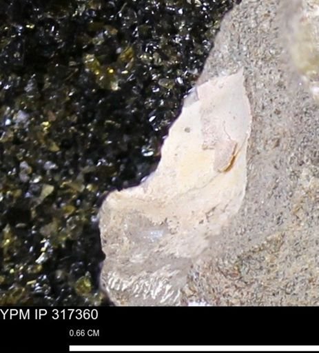 undet. Mollusca