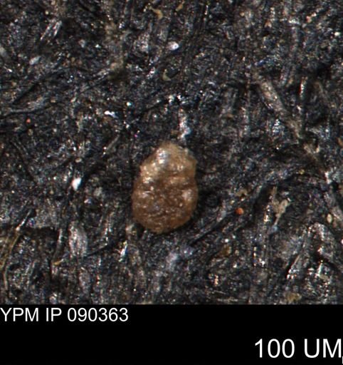 Foraminiferida