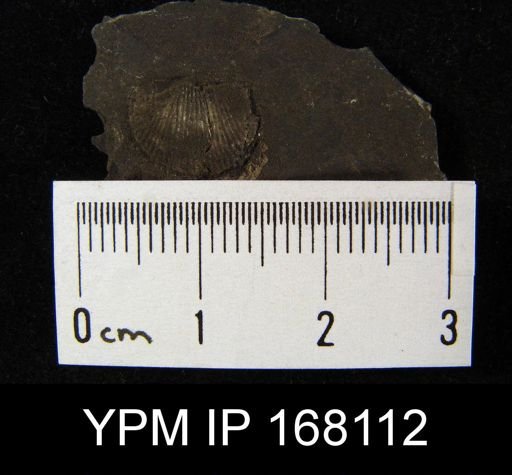 Chonetes mucronatus