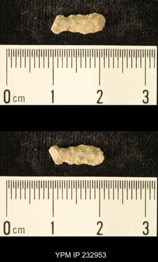 Archaeocidaris sp.