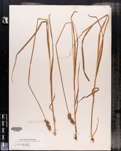 Carex stipata