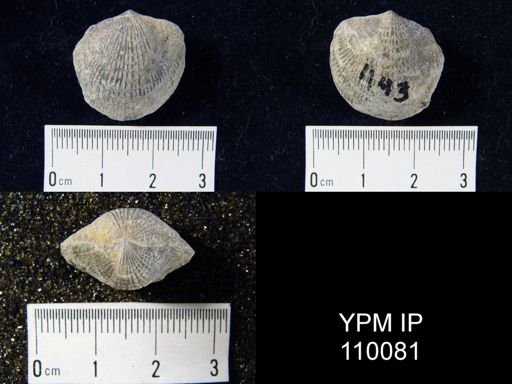 Atrypa reticularis