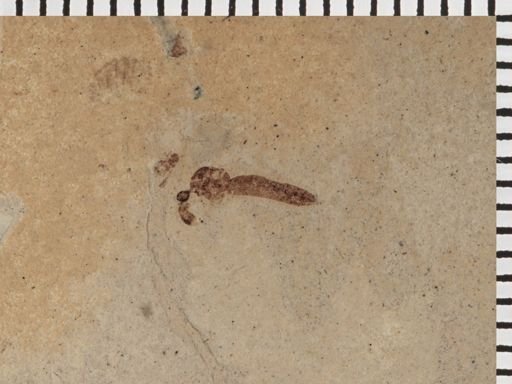 Collembola?