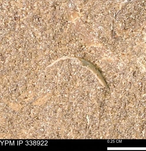 undet. Bivalvia