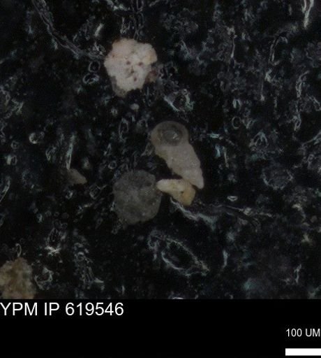 undet. Heterohelicidae