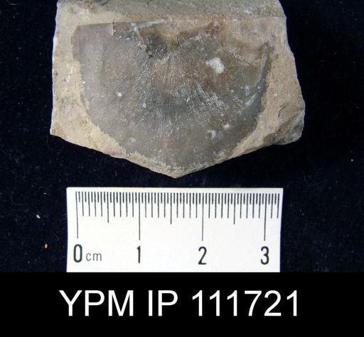 Brachyprion philomena