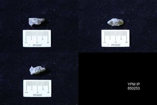 Collignoniceras sp.