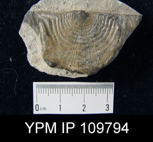 Leptaena rhomboidalis