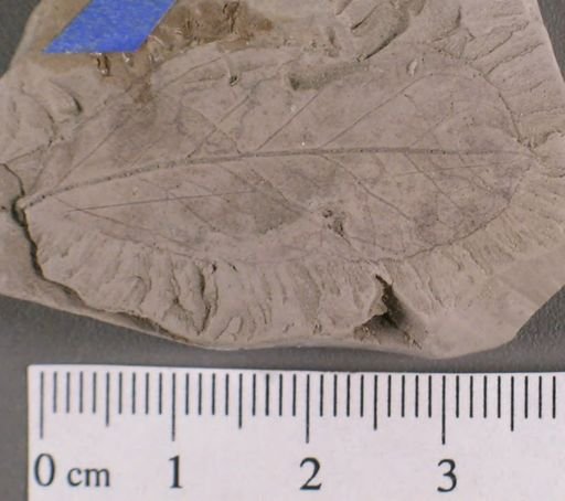 Celastrophyllum spatulatum