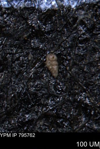 Verneuilina canadensis