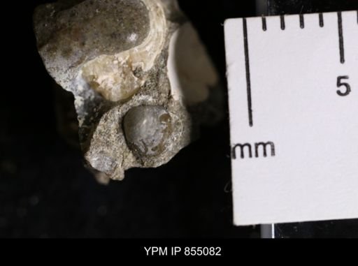 Protocardia subquadrata