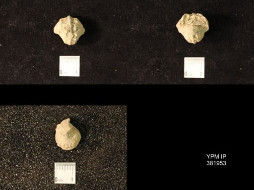 Pharkidonotus percarinatus tricarinatus