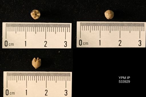 Stephanocrinus gemmiformis