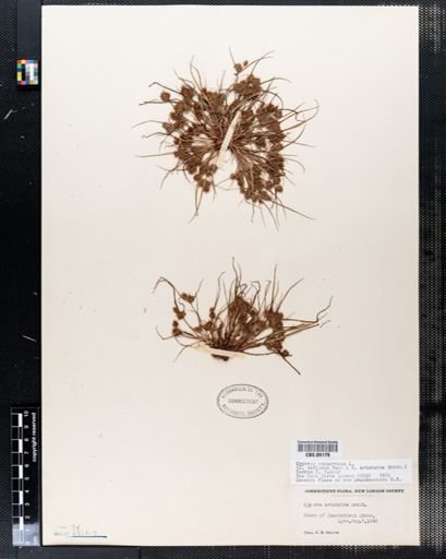 Cyperus aristatus