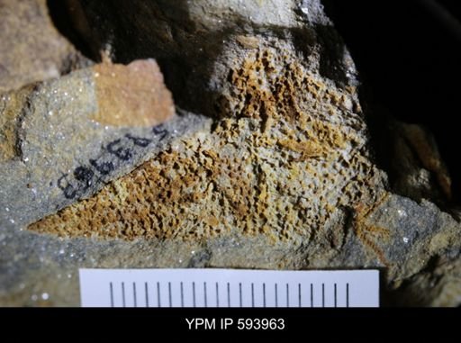 undet. Stelleroidea