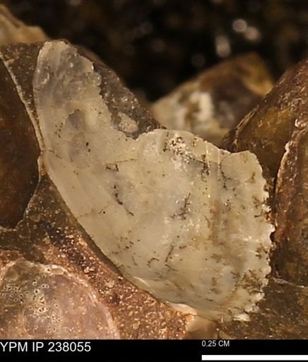 Protocardia subquadrata