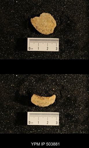 Astartella concentrica