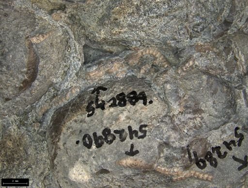 Aplocoma damesii