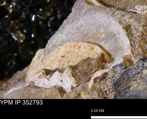undet. Mollusca