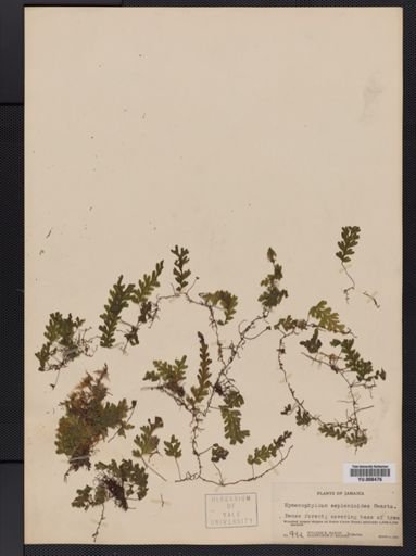 Hymenophyllum