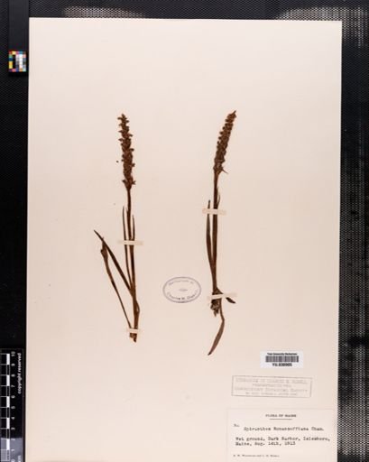 Spiranthes romanzoffiana