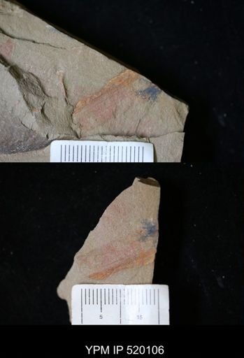 undet. Nautiloidea
