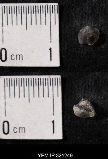 Ambocoelia sp.