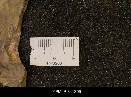 Scaphites sp.