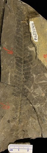 Pecopteris sp.