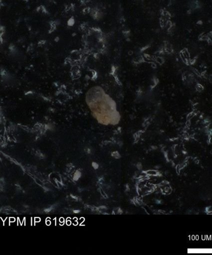 undet. Foraminiferida